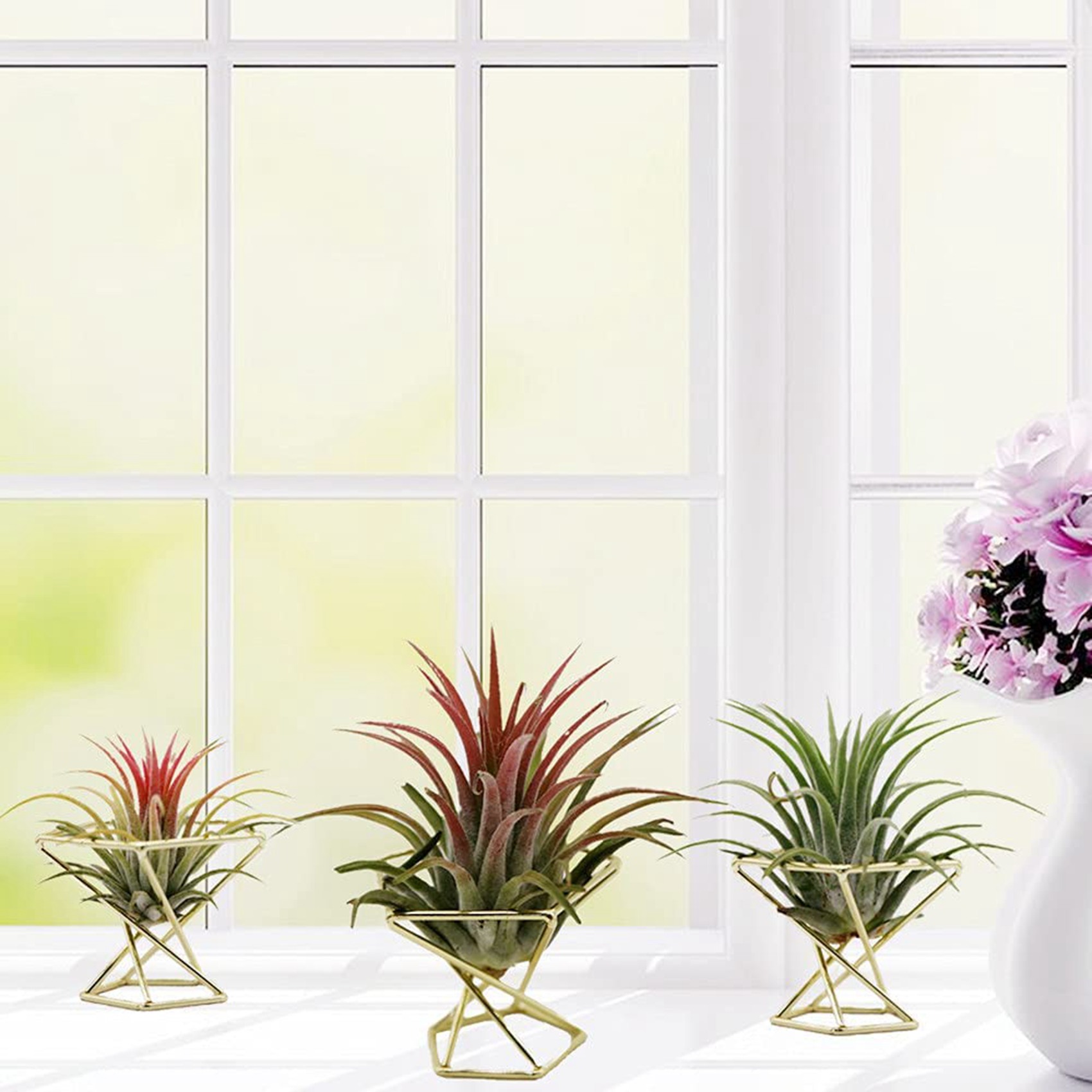 SYW-8 Pcs Rak Tanaman Hias Geo - Air Plant Tillandsia ulasan dan harga