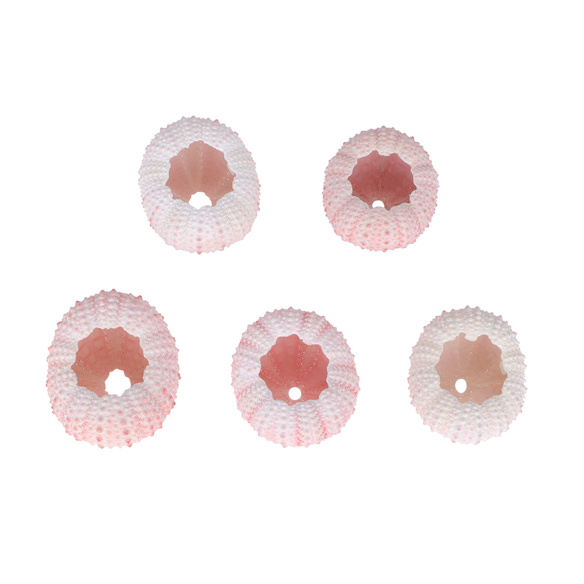 6 Buah Pot Tanaman Laut Alami  - Air Plant Tillandsia ulasan dan harga