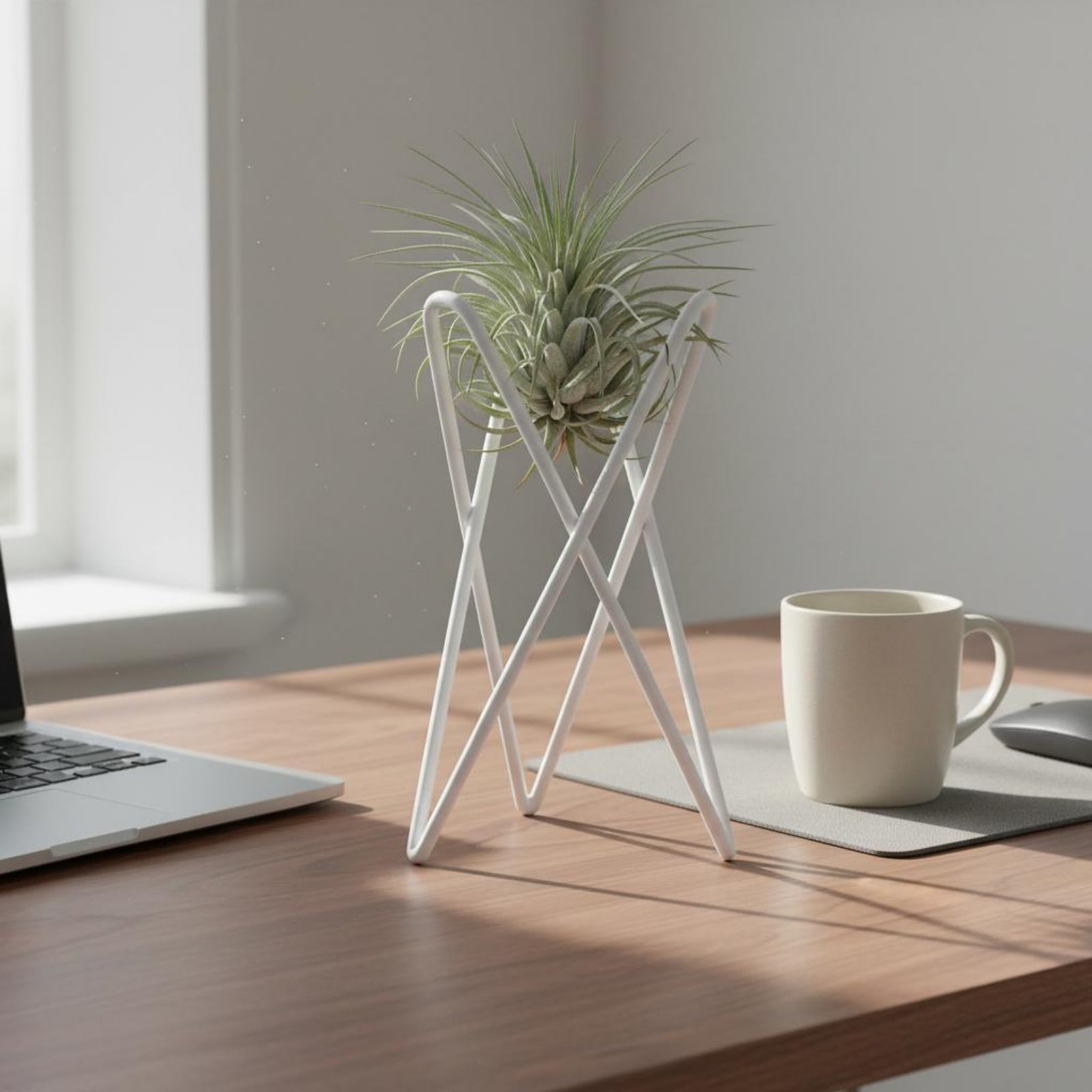 Tempat Tanaman Udara Desain Mi - Air Plant Tillandsia ulasan dan harga
