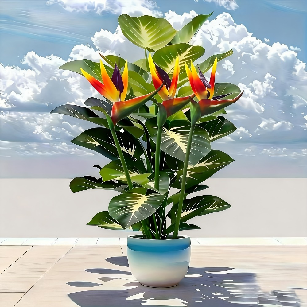 Tanaman Burung Cendrawasih dan - Fiddle Leaf Fig ulasan dan harga