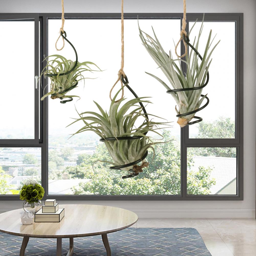 Penyangga Tanaman Logam 6 Pcs, - Air Plant Tillandsia ulasan dan harga