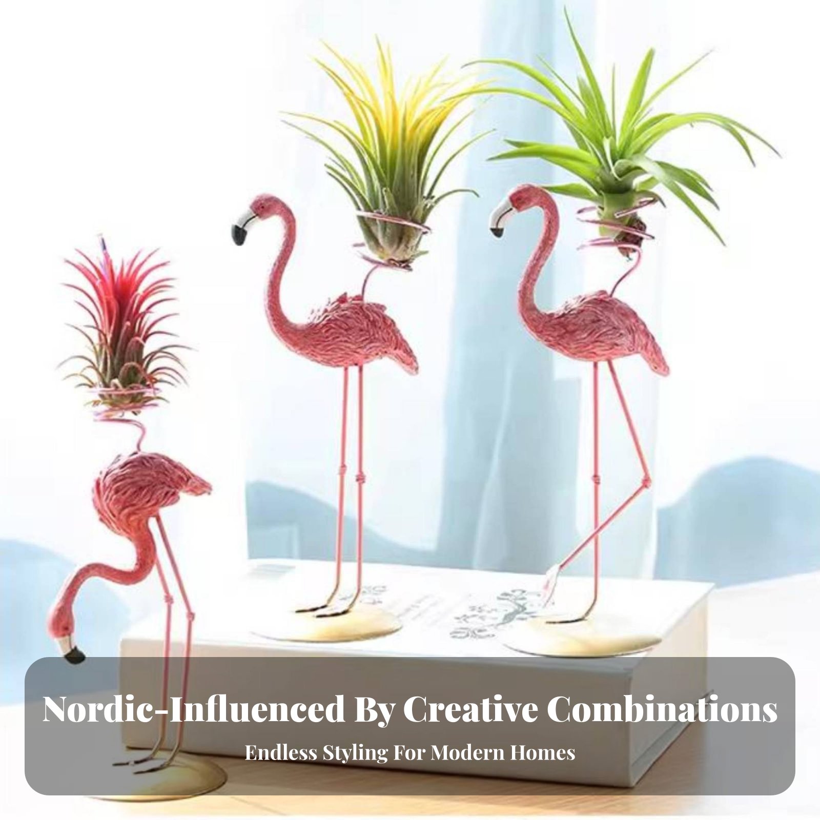 Tempat Tanaman Tillandsia Geom - Air Plant Tillandsia ulasan dan harga